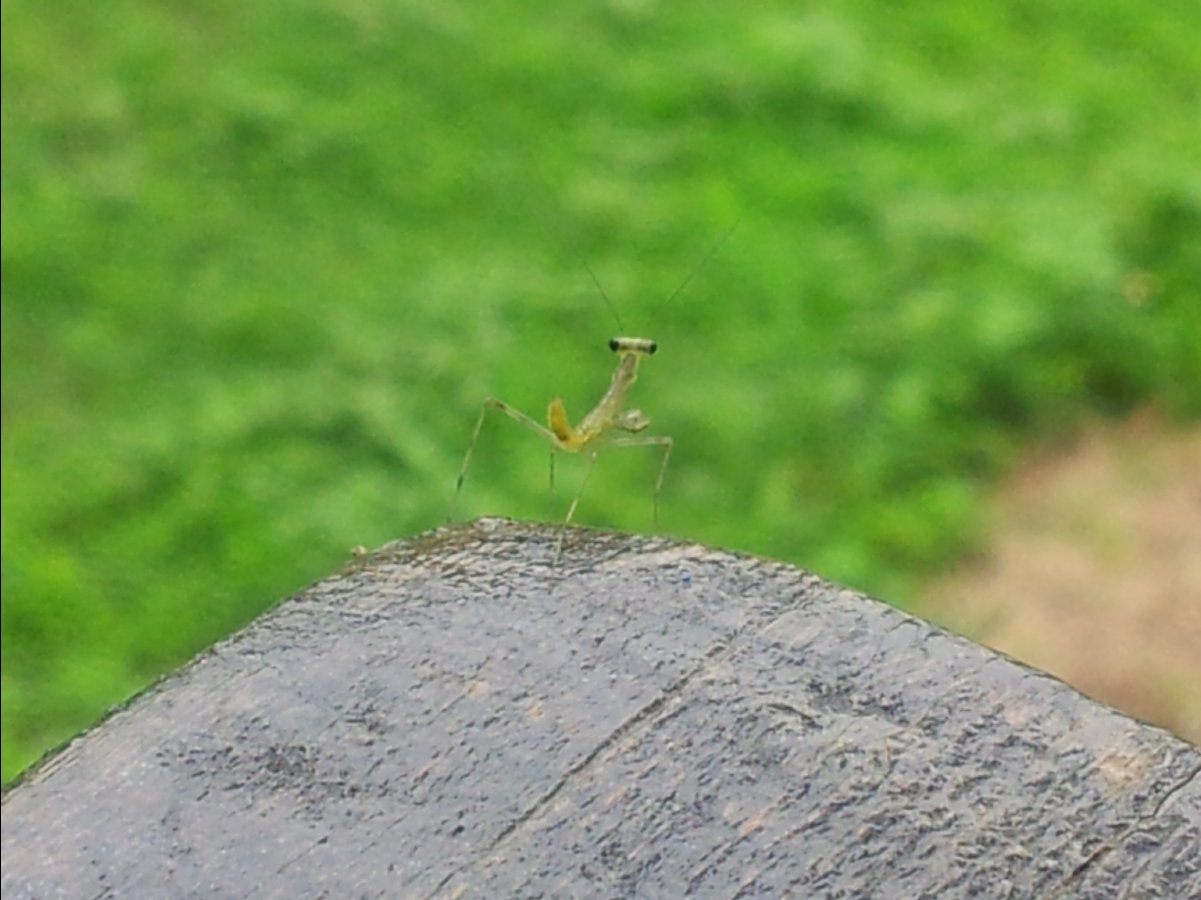 20120422Organic Farm04